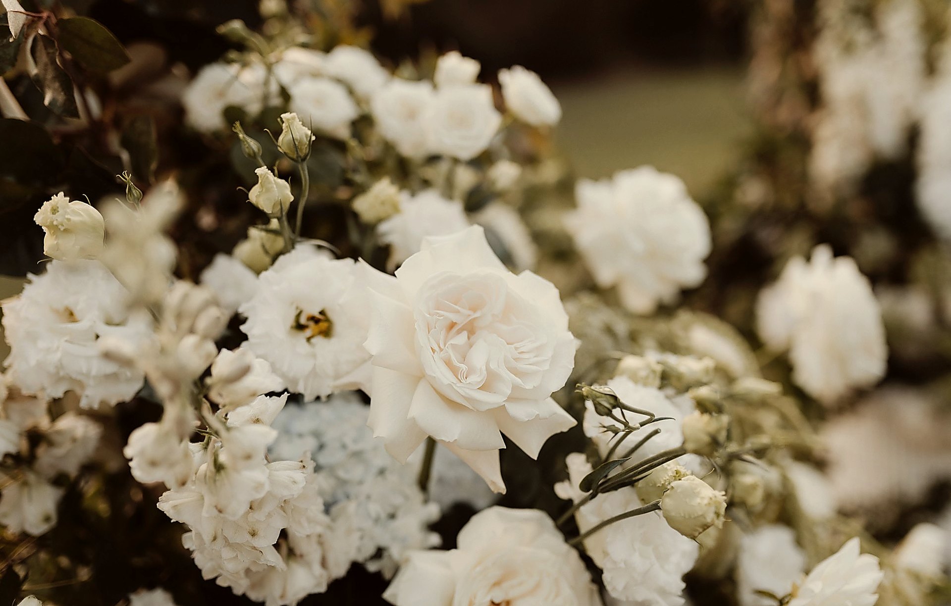 White rose detail